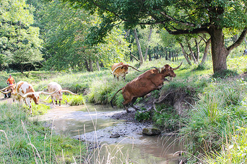 Longhorn Steers in Muskrat Creek Near Barnesville, Ohio