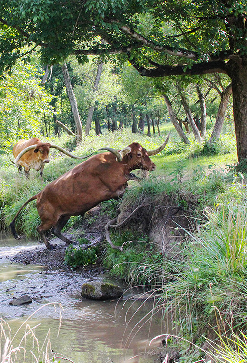 Longhorn Steers in Muskrat Creek Near Barnesville, Ohio