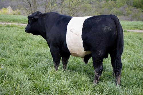BueLingo bull named Top Zone in pasture near Barnesville Ohio