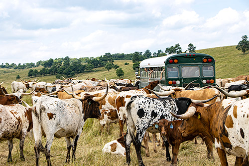 Herd of Texas Longhorn Cows surrounding tour bus at Longhorns Head To Tail Tours