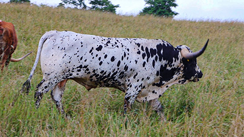 Texas Longhorn Bull - Spokesman