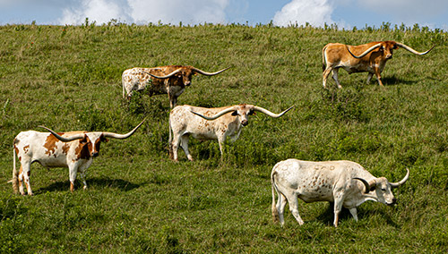 Group of large horned Texas Longhorn steers on hillside near Barnesville Ohio