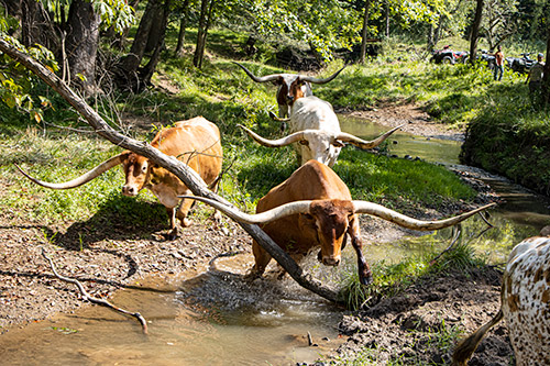 Longhorn Steers in Muskrat Creek Near Barnesville, Ohio