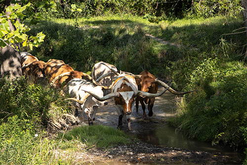 Longhorn Steers in Muskrat Creek Near Barnesville, Ohio