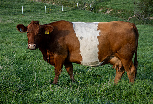BueLingo cow named Power Star on rolling hills of Belmont County Ohio