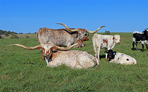 Texas Longhorn cows Silent Iron and Iron On with their young calves