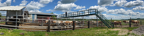 Dickinson Cattle Co. - Working corrals