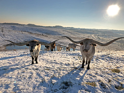 Texas Longhorn Trophy Steers waiting for the feed truck on a cold winter day at Dickinson Cattle Co, near Barnesville, Ohio.