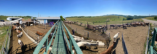 Dickinson Cattle Co. - Working corrals