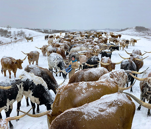Kara Dickinson feeding Texas Longhorn Cows on a cold winter day at Dickinson Cattle Company. Near Barnesville, Ohio.