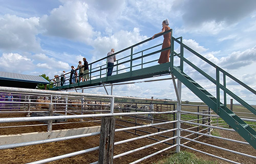 Customers enjoying the view from catwalk above Dickinson Cattle Co working corrals