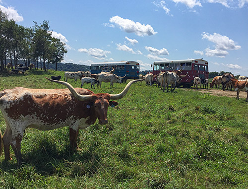 Group Texas Longhorn cows surrounding tour bus at Longhorn Head to Tail Tours