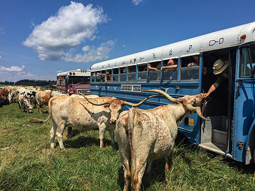 Group Texas Longhorn cows surrounding tour bus at Longhorn Head to Tail Tours