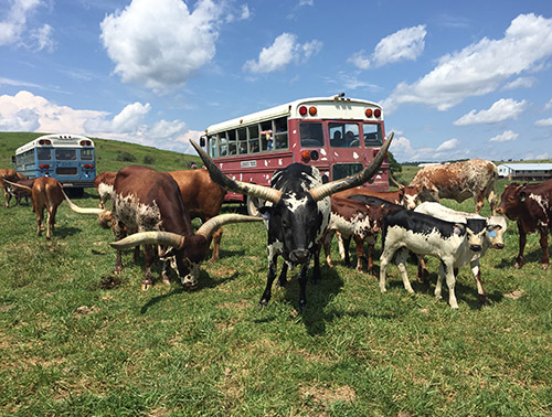 Group Watusi cows surrounding tour bus at Longhorn Head to Tail Tours