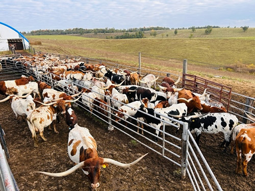 Texas Longhorn cows in working corrals at Dickinson Cattle Co.