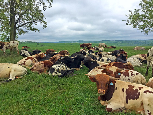 Group of young Texas Longhorn Bulls lounging on the hillsides at Dickinson Cattle Company near Barnesville, Ohio