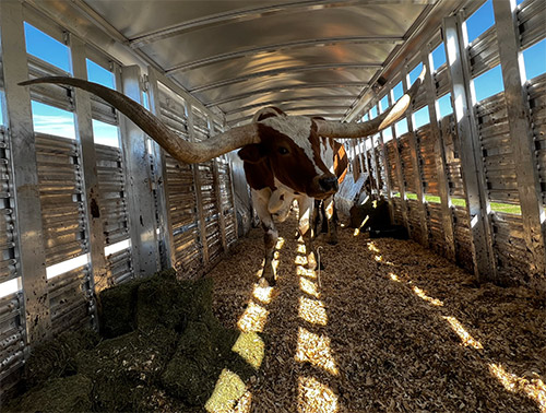 Very large Texas Longhorn steer in an 8 foot wide trailer