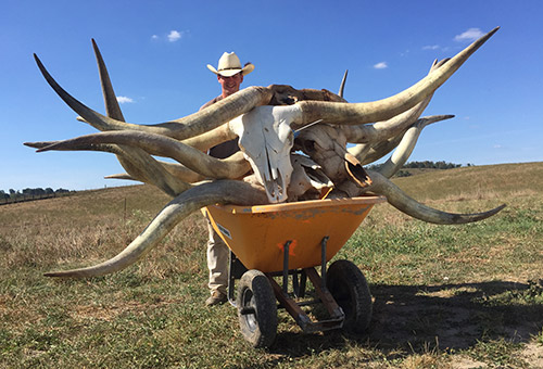 Doug Burris with a wheelbarrow full of skulls to be cleaned for the Longhorn Head To Tail Store