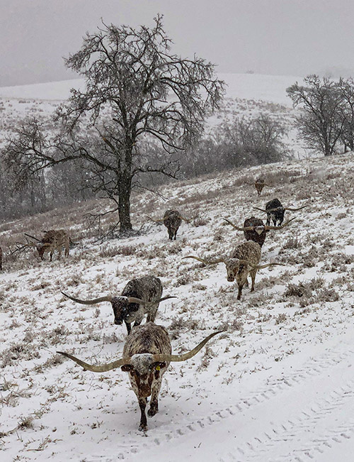 Longhorn Cows on a cold winter day near Barnesville, Ohio