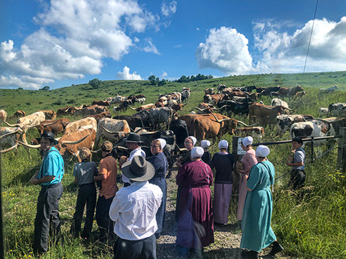 Tour group of Amish taking a tour at Longhorn Head To Tail Tours