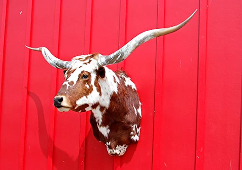 Longhorns Head To Tail Store - Head Mount