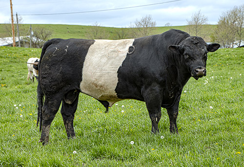 BueLingo bull named Top Zone in pasture near Barnesville Ohio