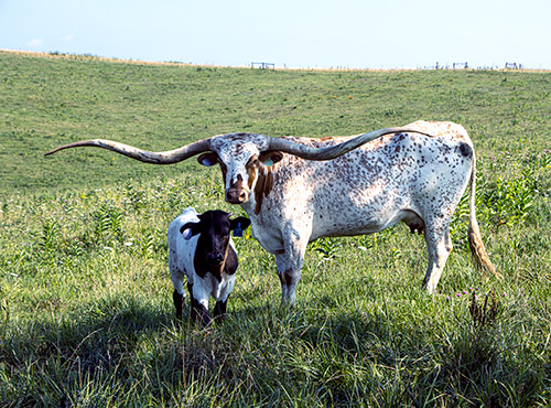 Famous Texas Longhorn cow - Silent Iron with her calf