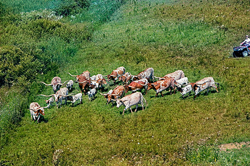 Group of Texas Longhorn cows being gatherd up for sorting