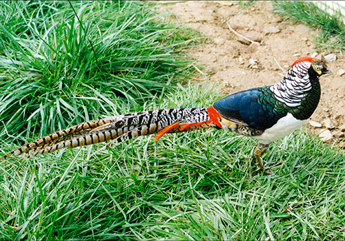 Lady Amherst Pheasant