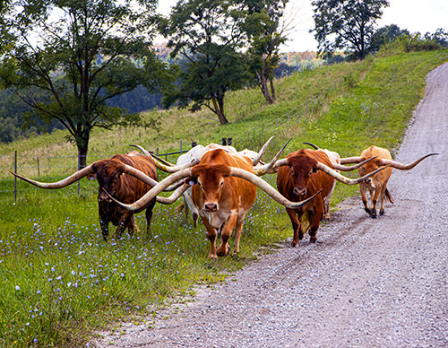 Large horned Texas Longhorn steers on Muskrat Road near Fairview Ohio