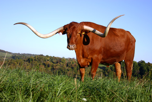 Longhorn Steer - Gibralter