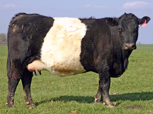 BueLingo Cow