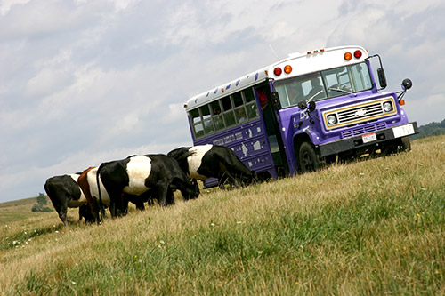 Buelingo Herd at Dickinson Cattle Co. - with tour bus
