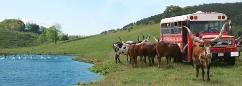 Pasture Watusi lake tour