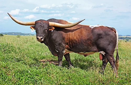 Texas Longhorn Bull, "Rodeo Max" enjoying a warm summer day near Barnesville, Ohio. Green grass makes for a happy bull.