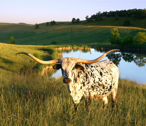 Shadow Jubilee - widest horn spread in history 85-1/4" T2T