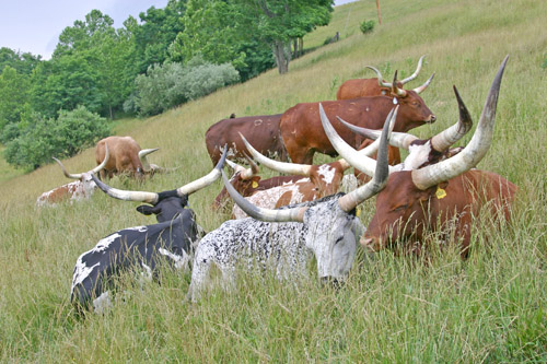 Appalachian hill side and Watusi
