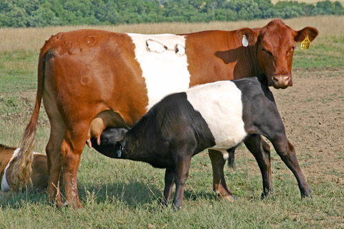 BueLingo Pair