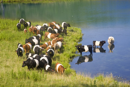 Buelingo registered cow/calf Herd in Pond