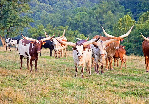 Watusi Herd - Dickinson Cattle Co