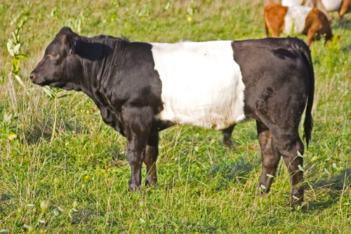 BueLingo Bull