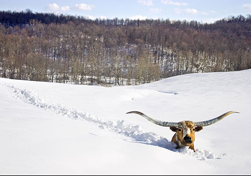 Longhorn Steer In Deep Snow