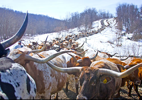 Herd of Texas Longhorn cows on Muskrat Road near Barnesville Ohio in Feburary