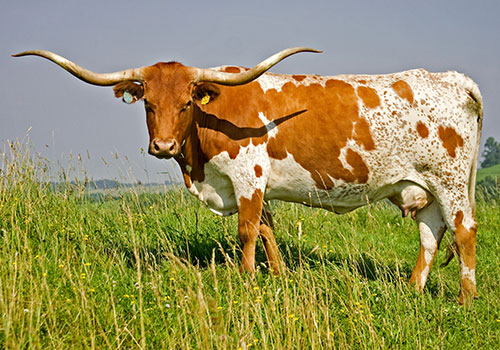 Red and White Longhorn Cow