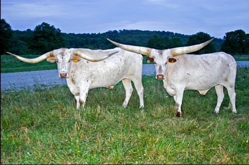 Watusi and Longhorn Steers