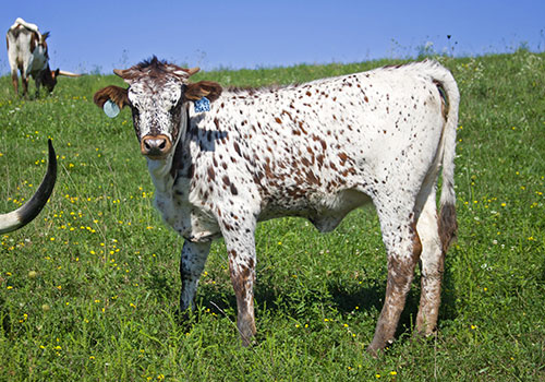 Texas Longhorn Baby Calf keeping her eye on the camera