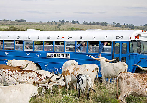 Tourists Photographing Texas Longhorns