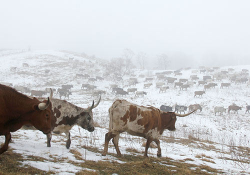 Longhorns In the Winter of Ohio