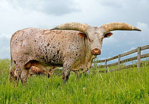 Akeem - Watusi Bull