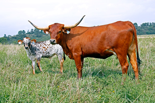 Longhorn Pair